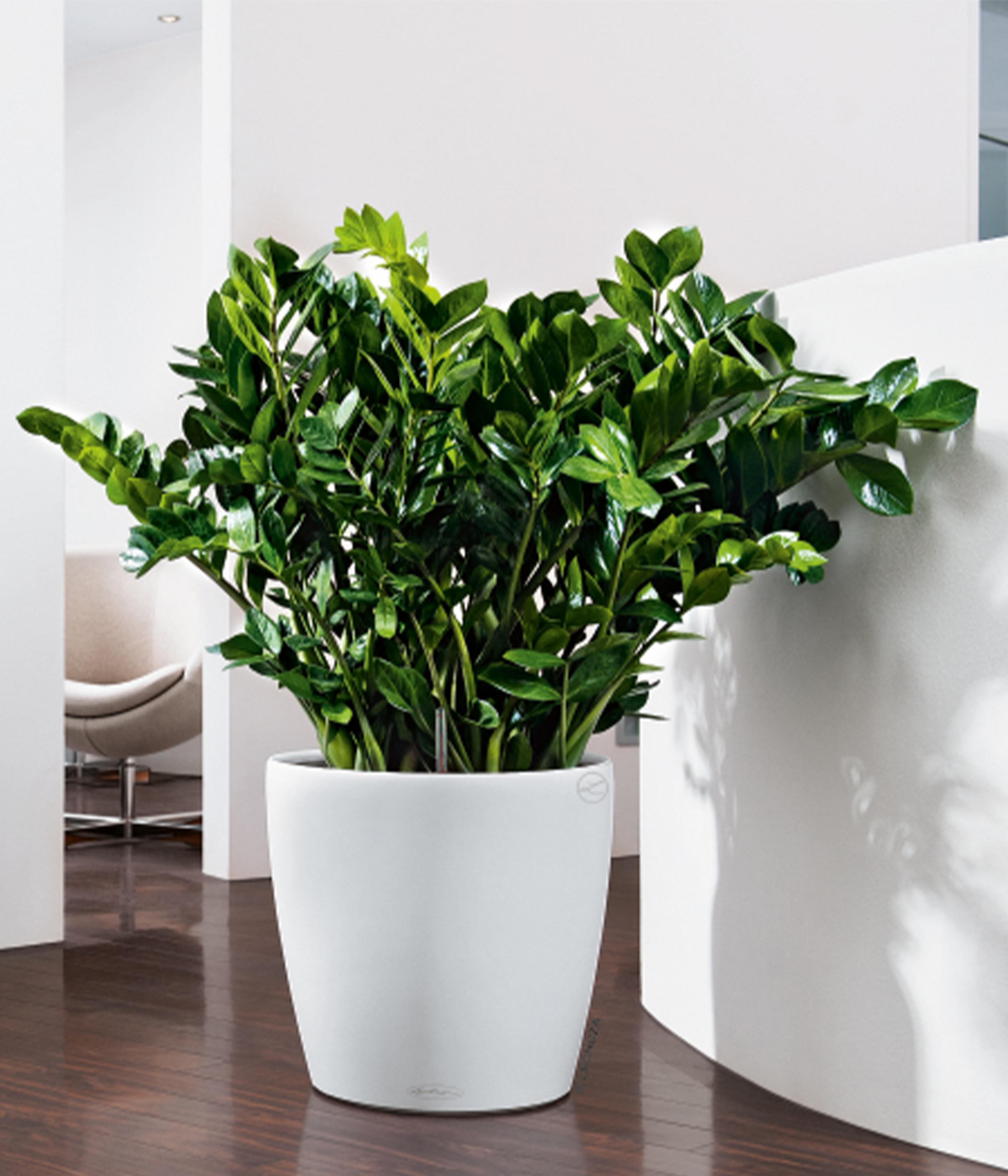 is hedera helix a good indoor plant Hedera helix – Adplants main image 0