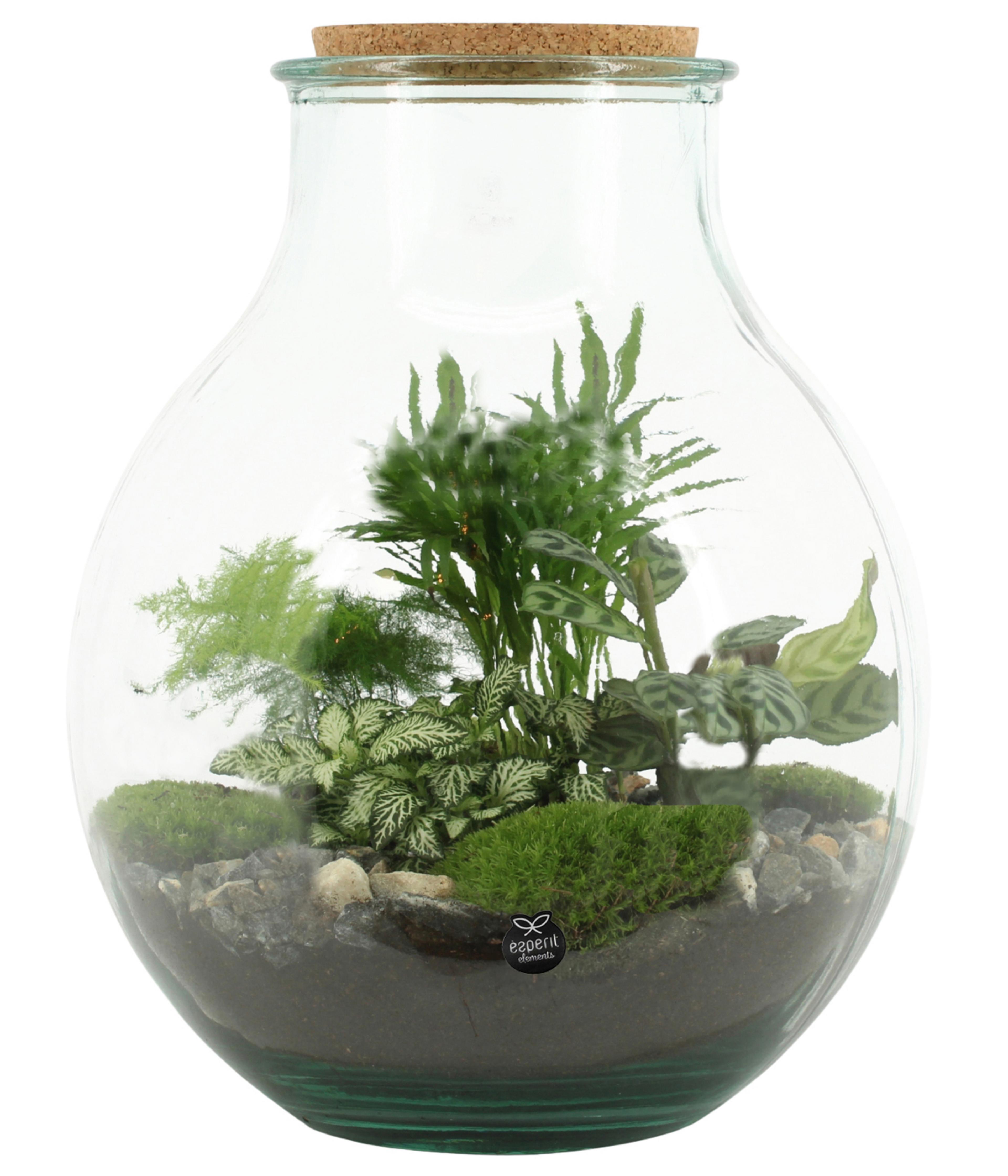 Flaschengarten DIY-Set Tropisches Paradies,