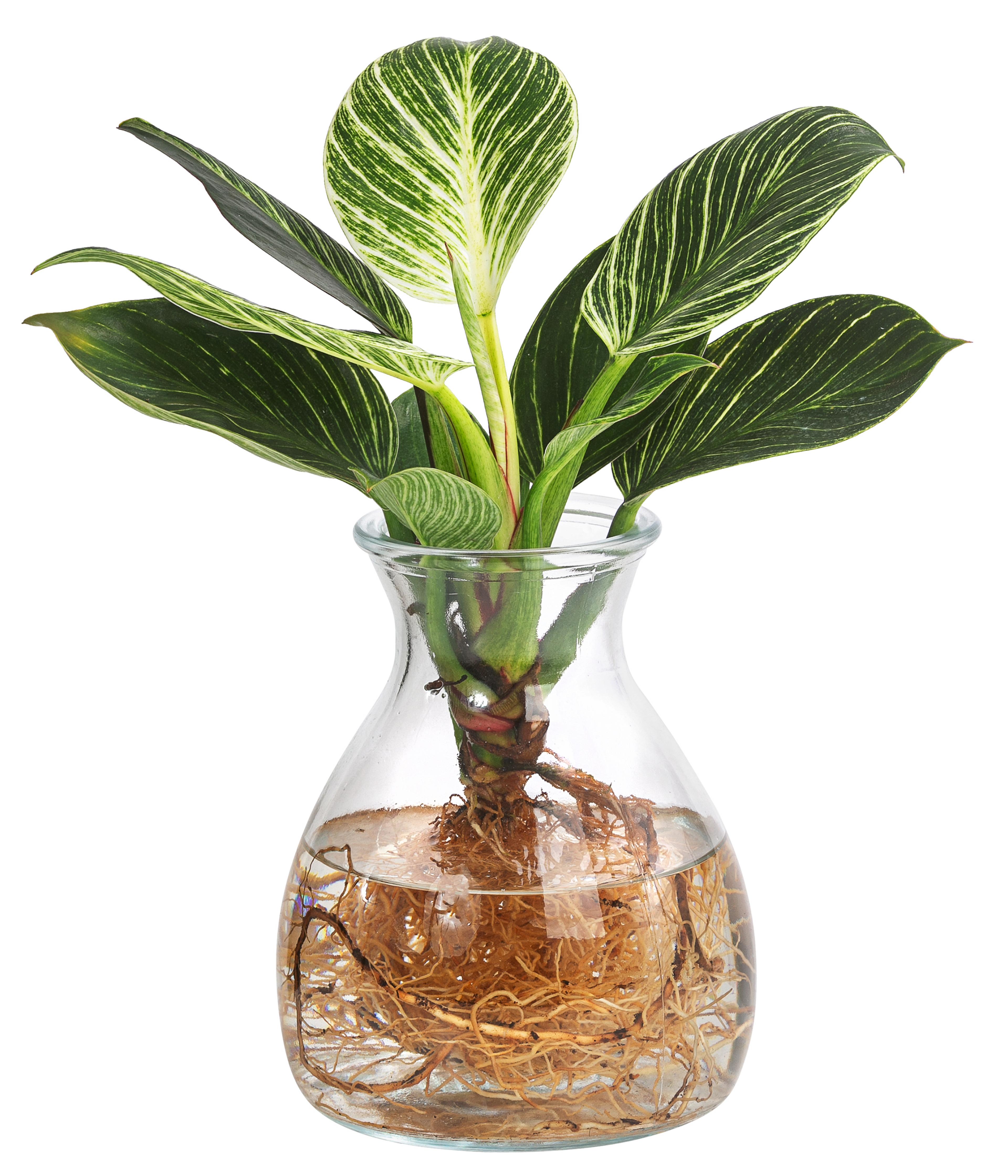 Waterplant Baumfreund Kingston im Glas - | Dehner