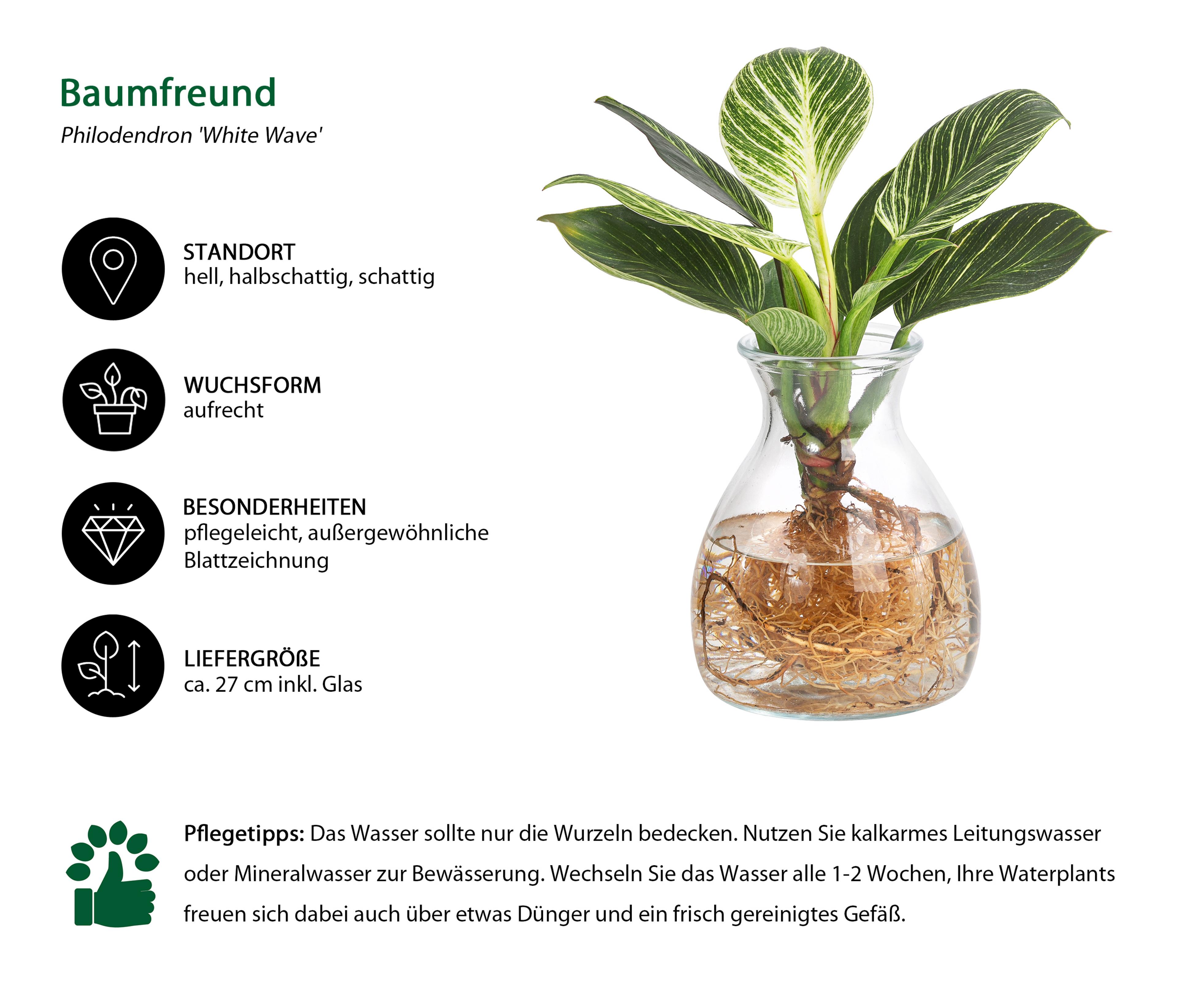 Waterplant Baumfreund Kingston im Glas - | Dehner