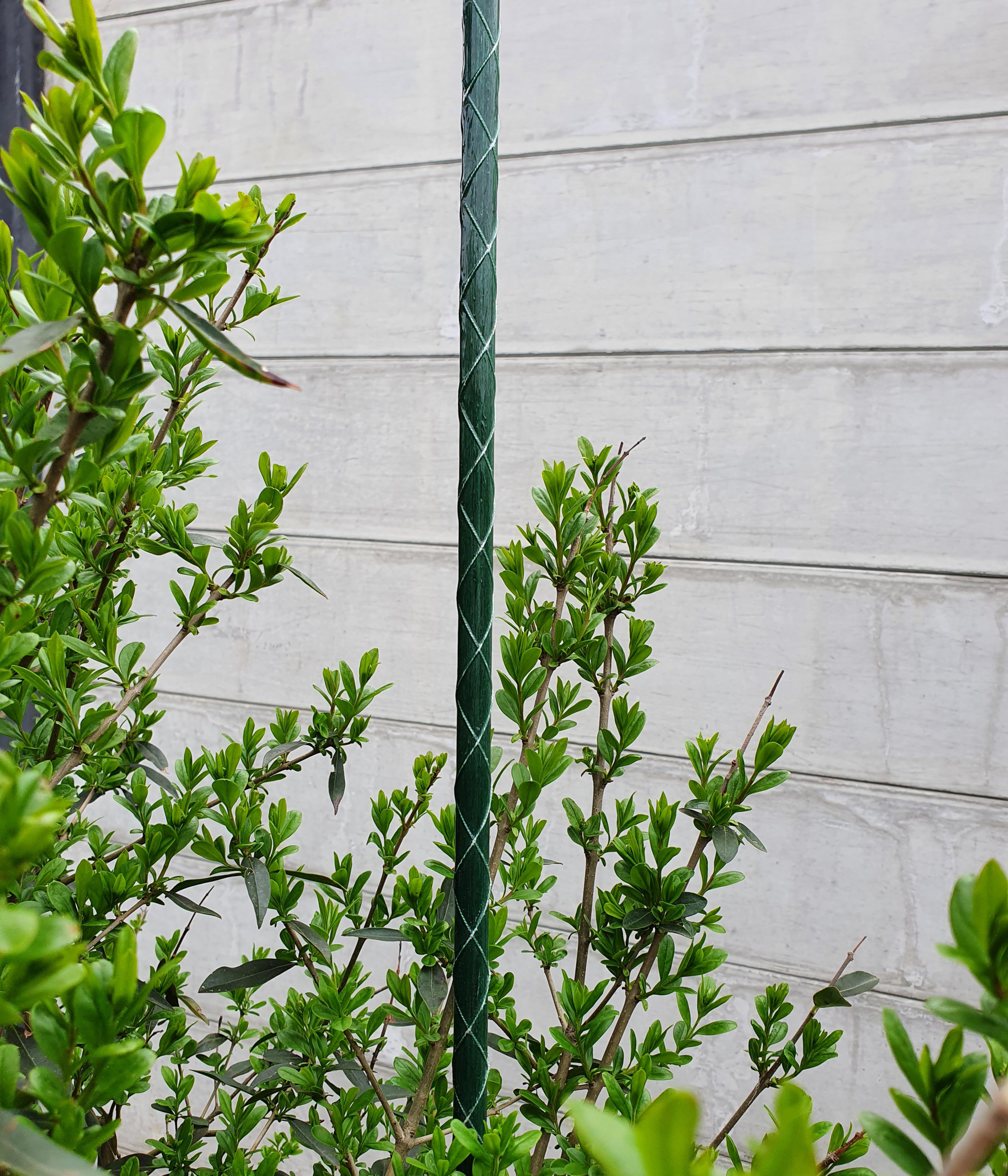 Dehner Fiberglas-Pflanzenstab | Dehner