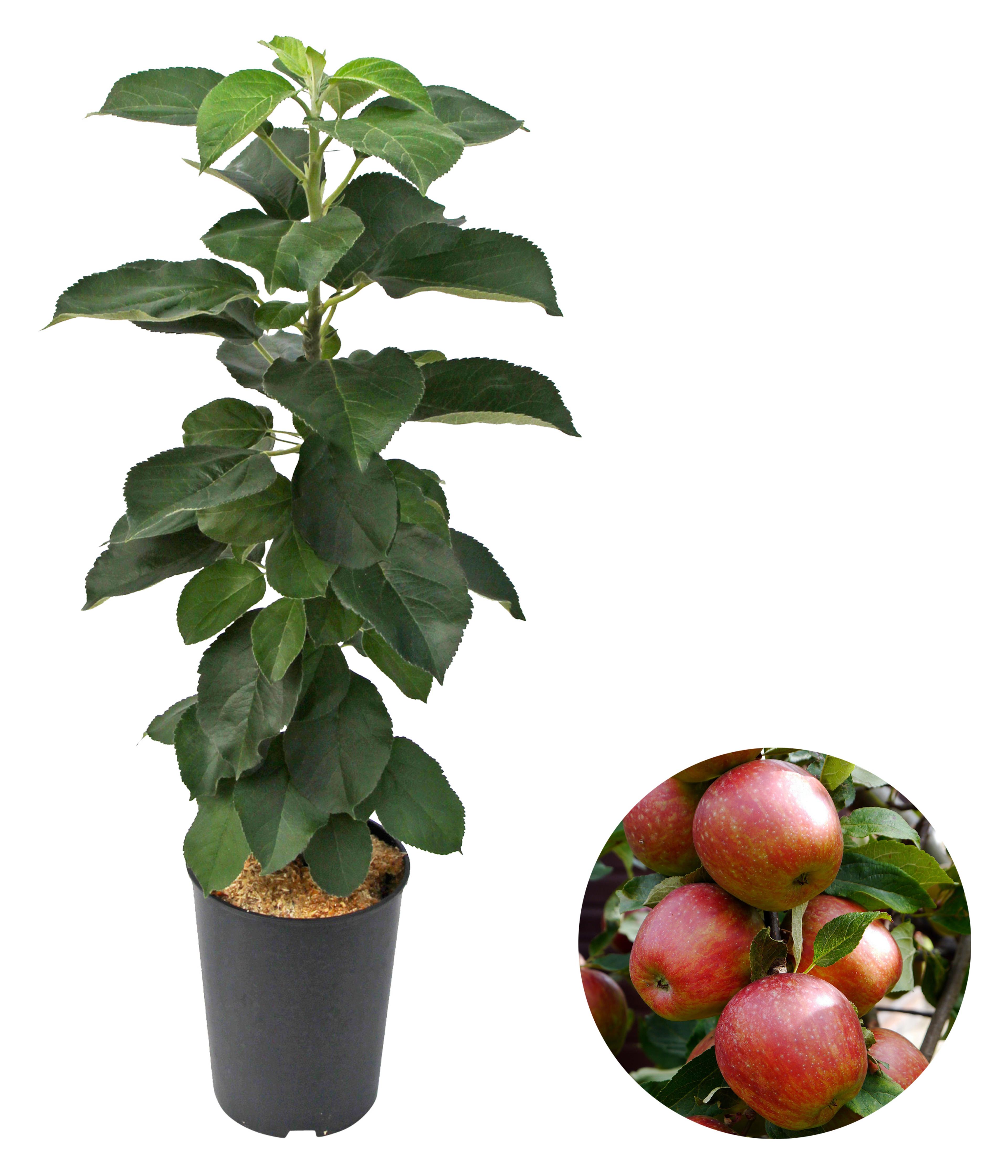 Produktbild 1
