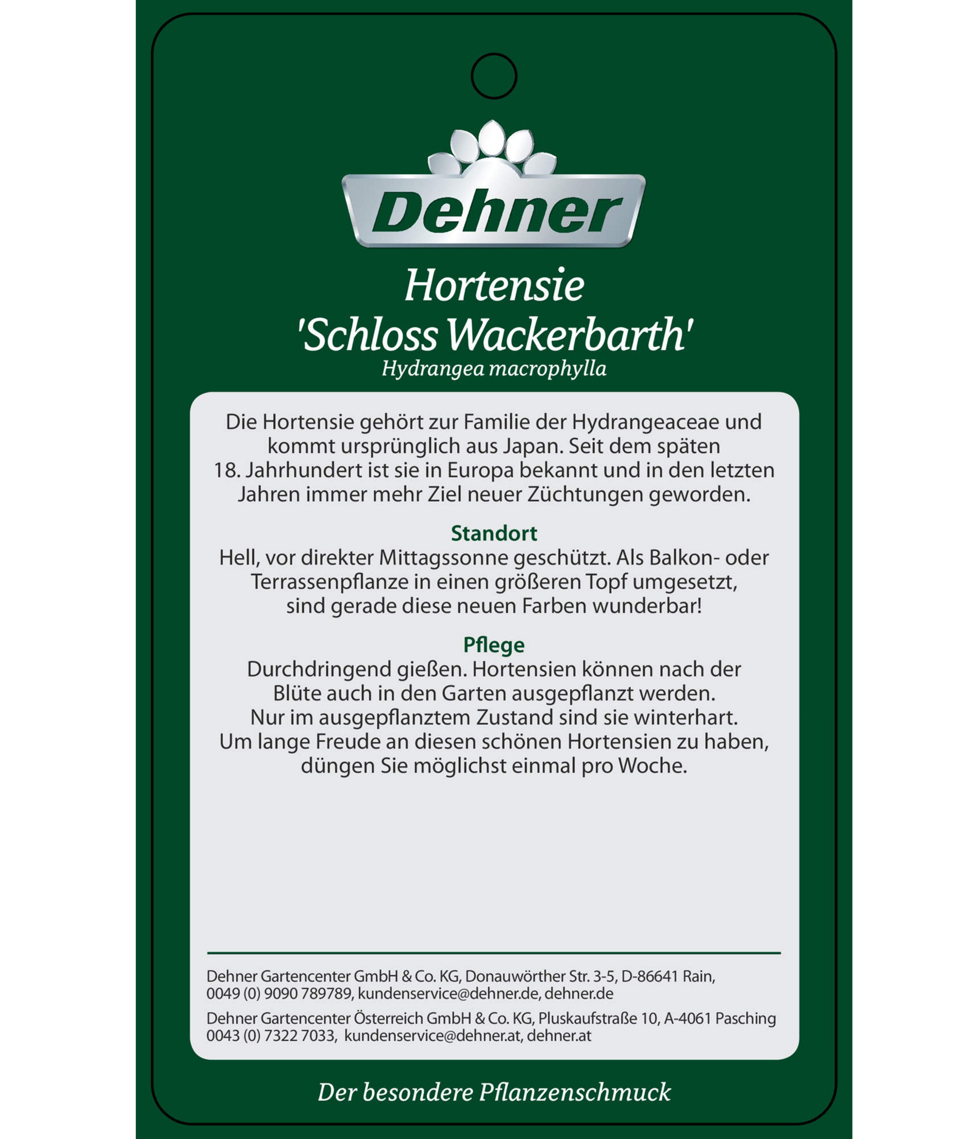 Hortensie 'Schloss Wackerbarth' | Dehner