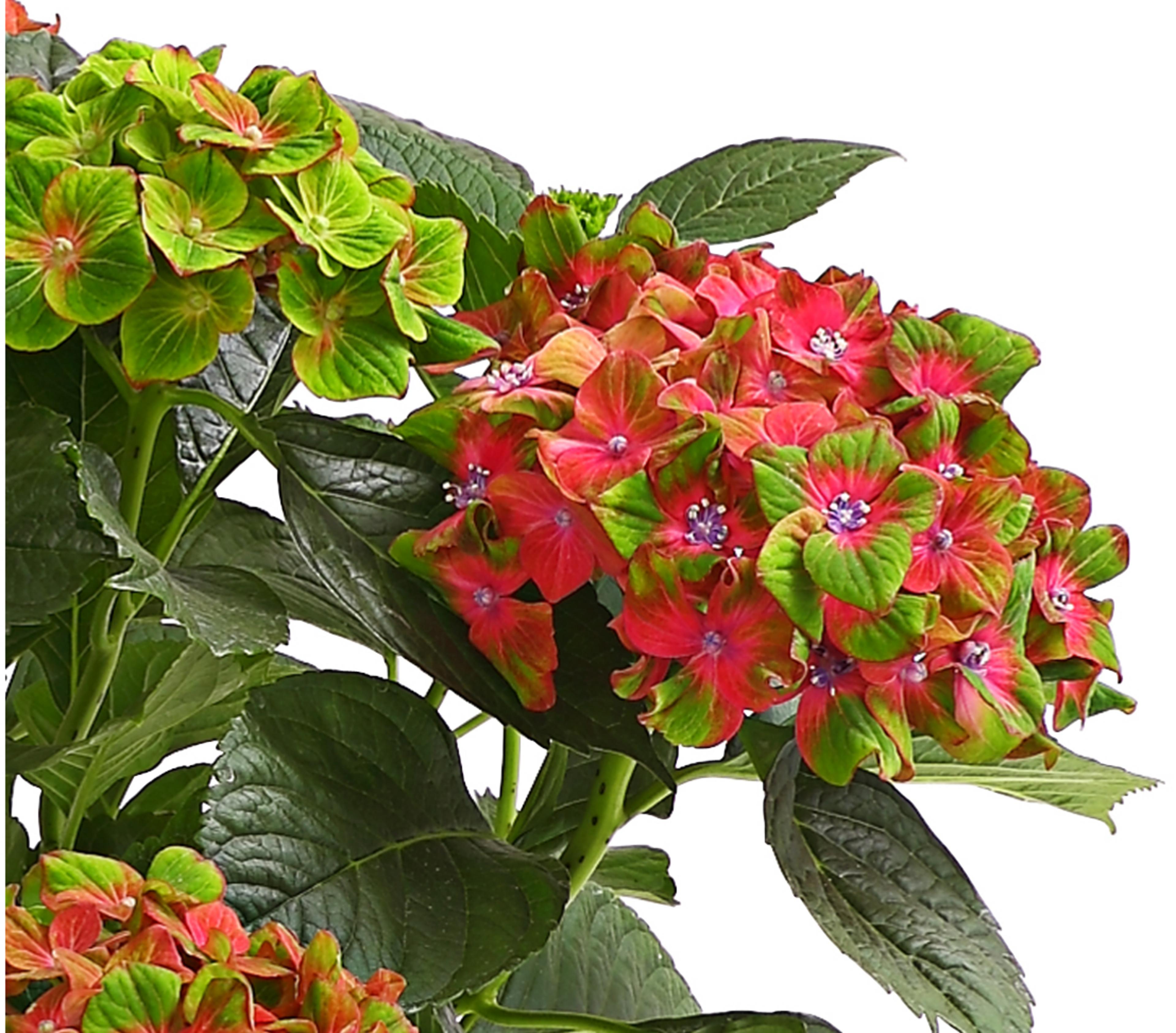 Hortensie 'Schloss Wackerbarth' | Dehner