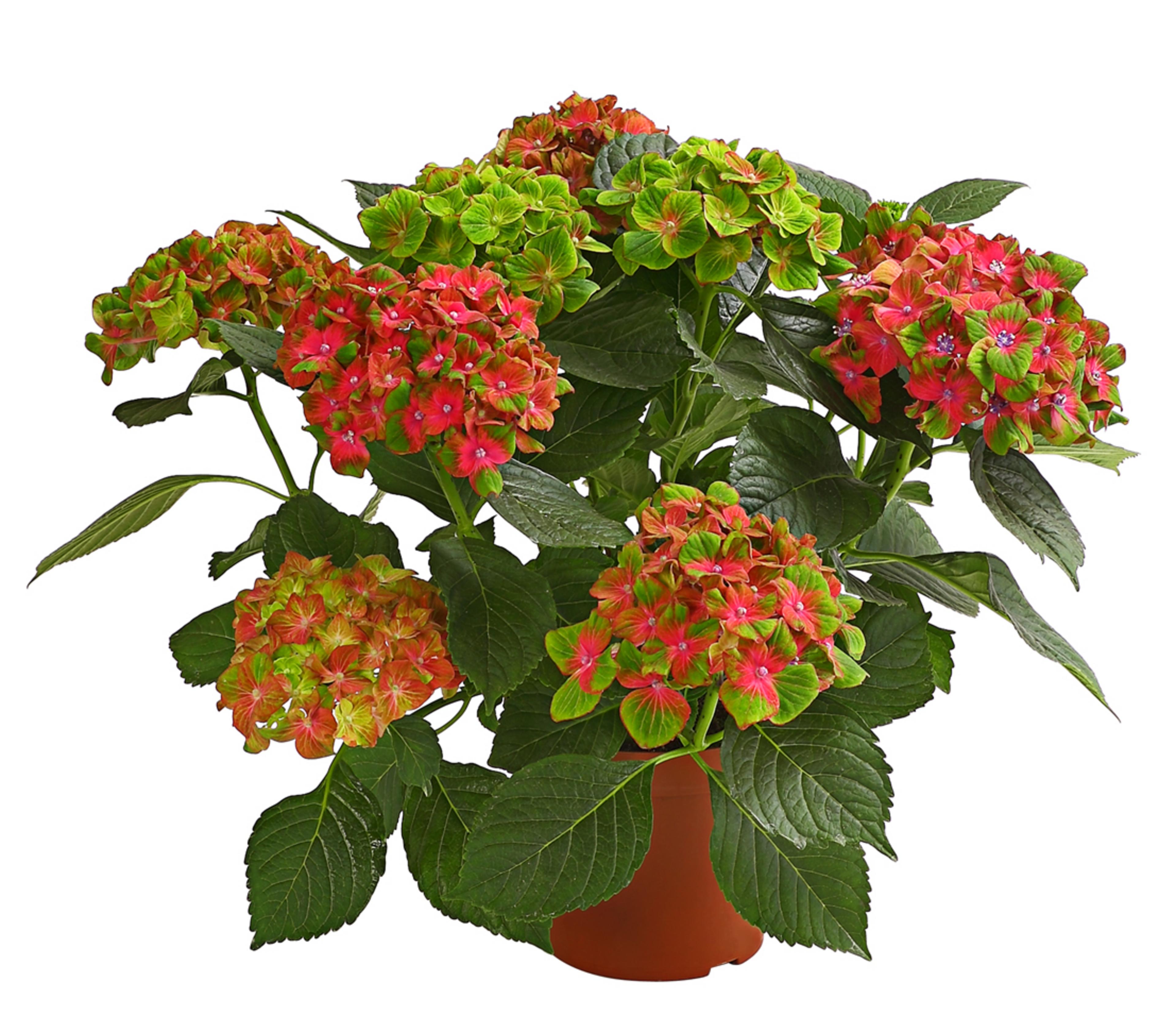 drinking aloe benefits Aloe Vera Juice with Fiber
