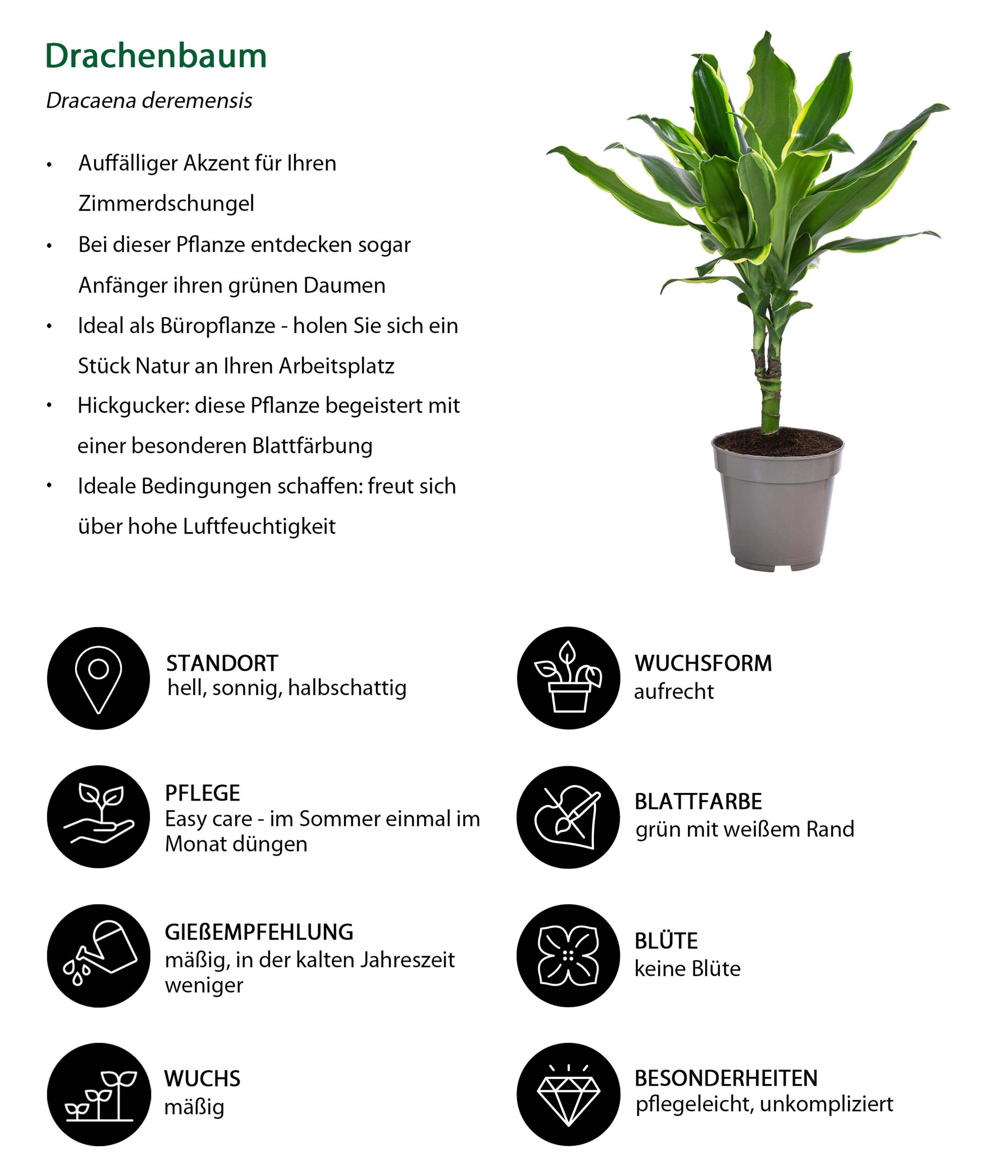 Zimmerpflanzen-Set Easy-Care, 4-teilig | Dehner