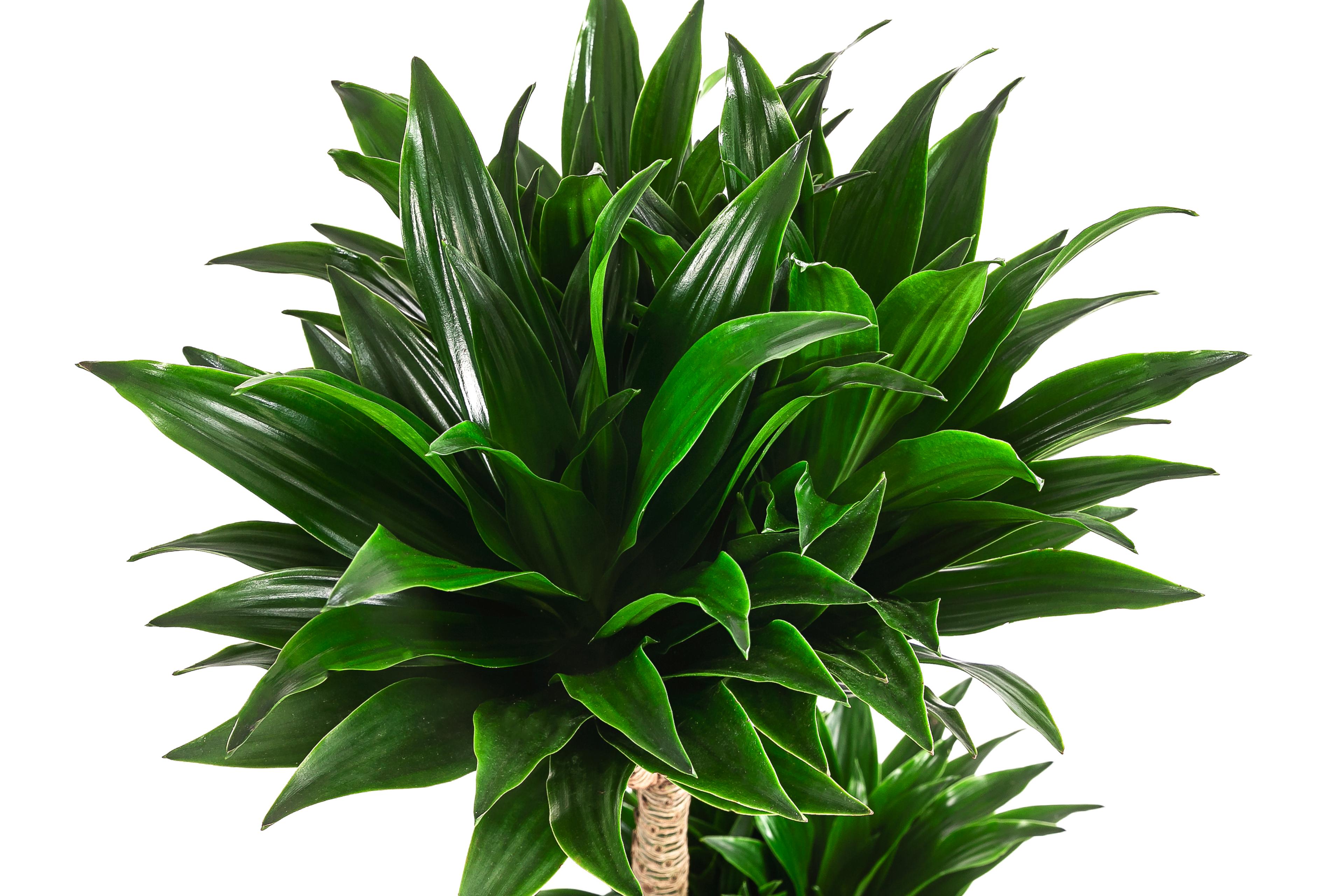 Drachenbaum - Dracaena compacta, Hydrokultur | Dehner