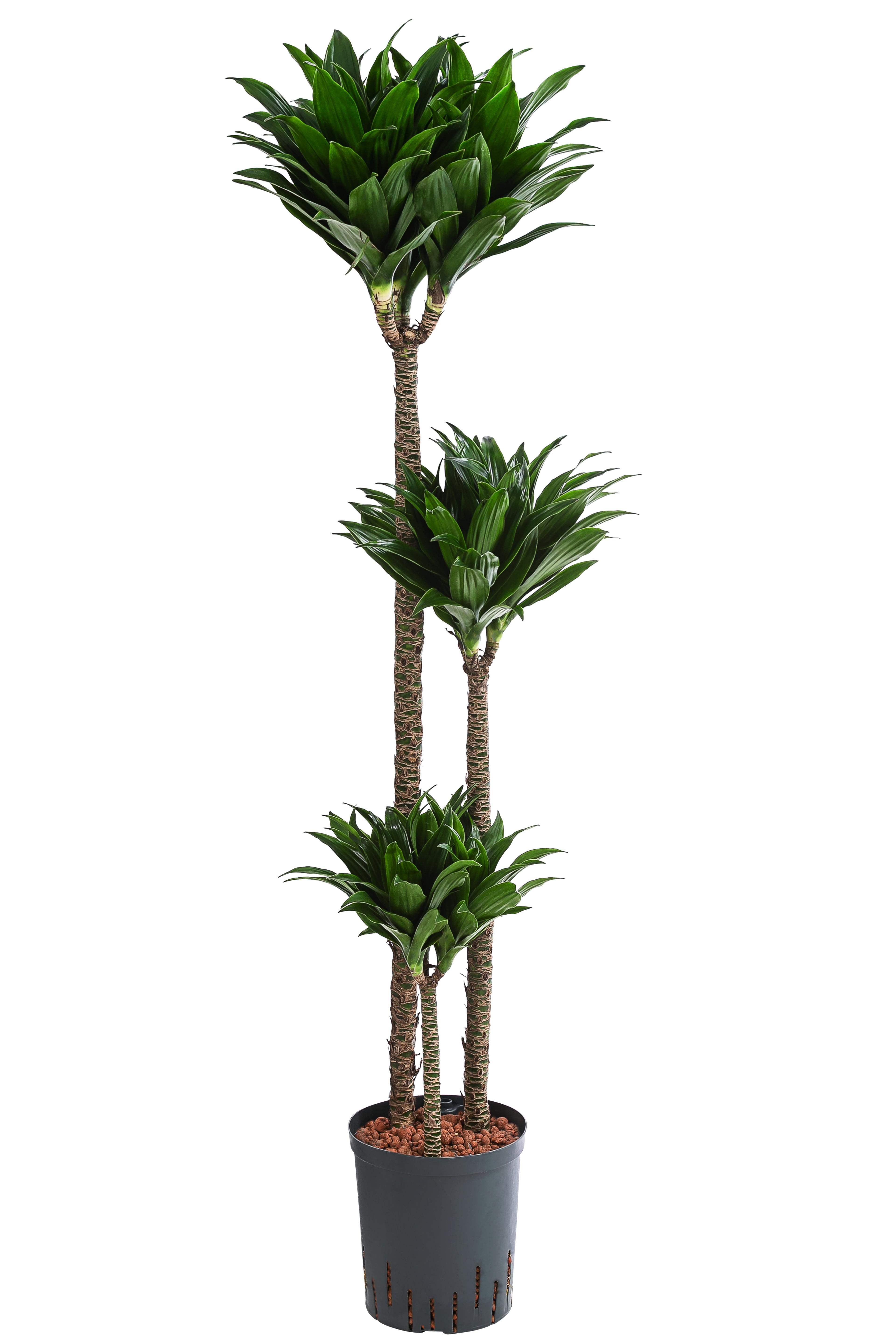 Drachenbaum - Dracaena compacta, Hydrokultur | Dehner