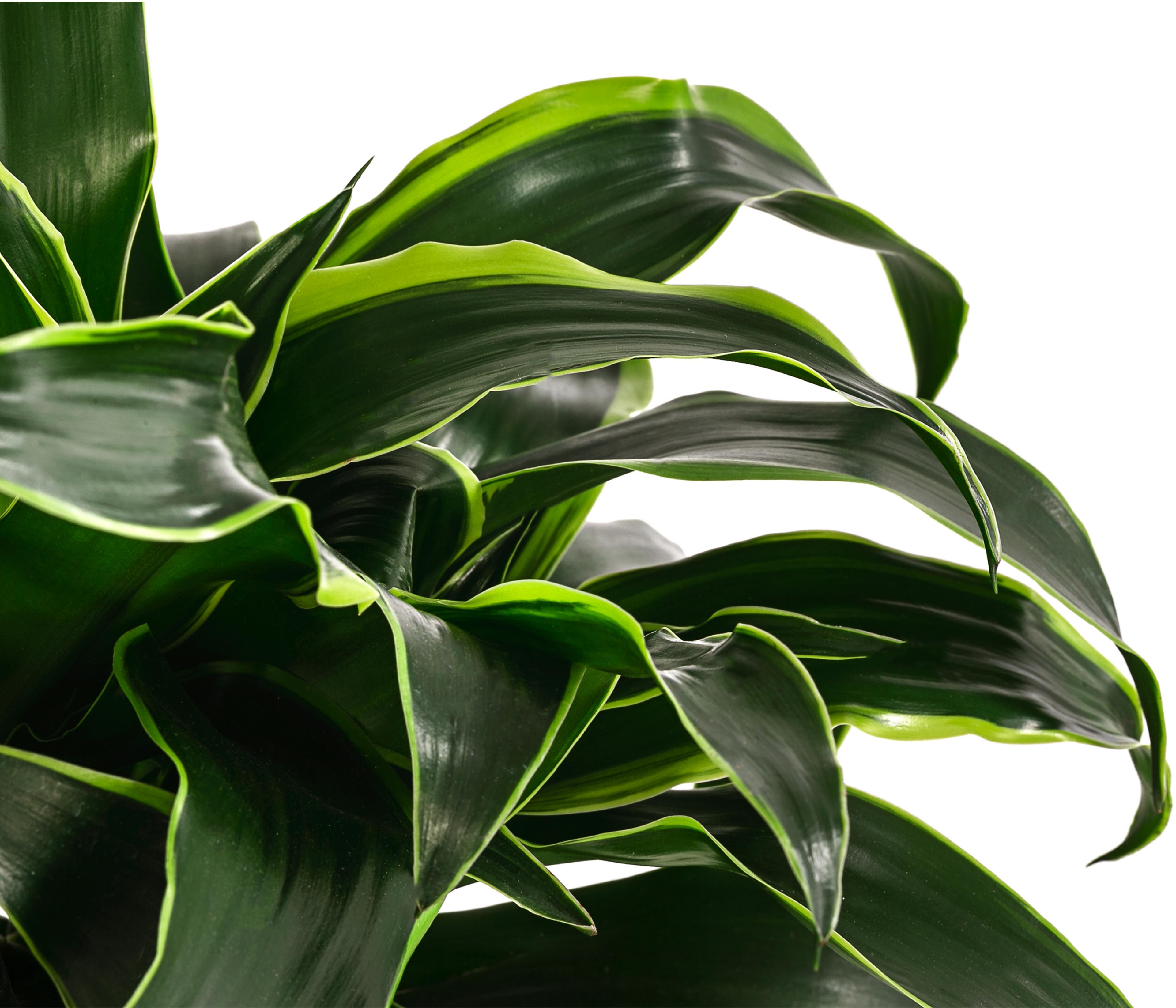 Drachenbaum - Dracaena dorado, Hydrokultur | Dehner