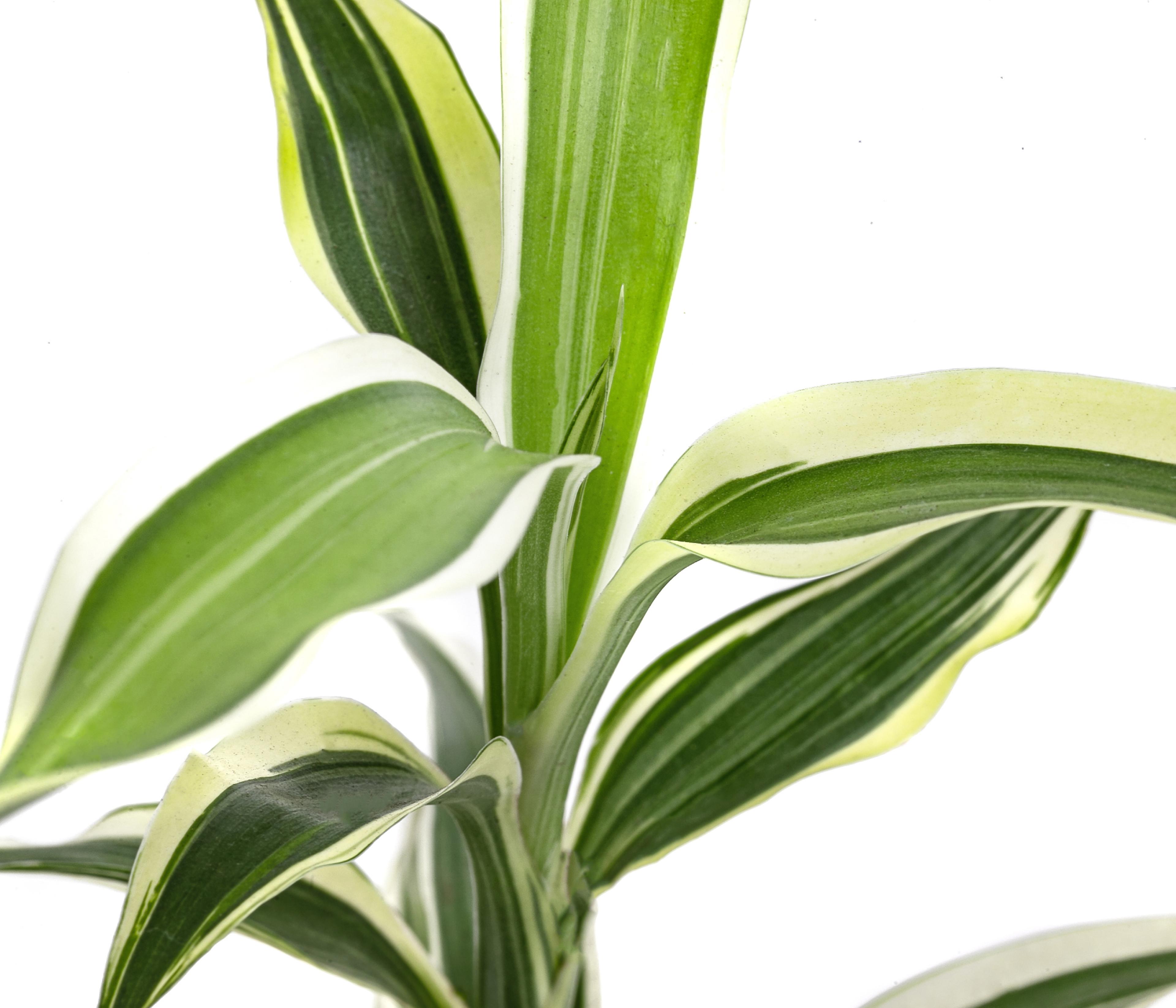 Drachenbaum - Dracaena sanderiana | Dehner