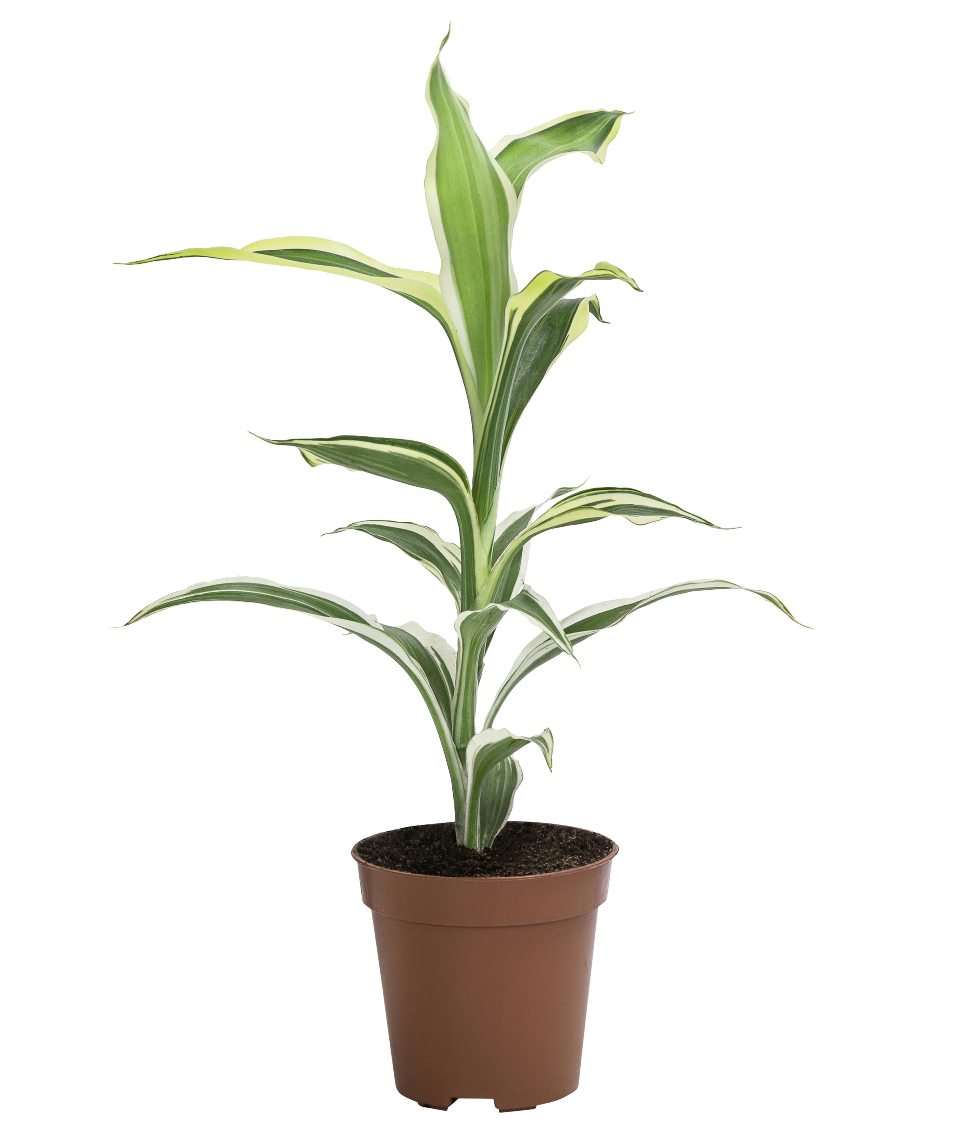 Drachenbaum - Dracaena sanderiana | Dehner