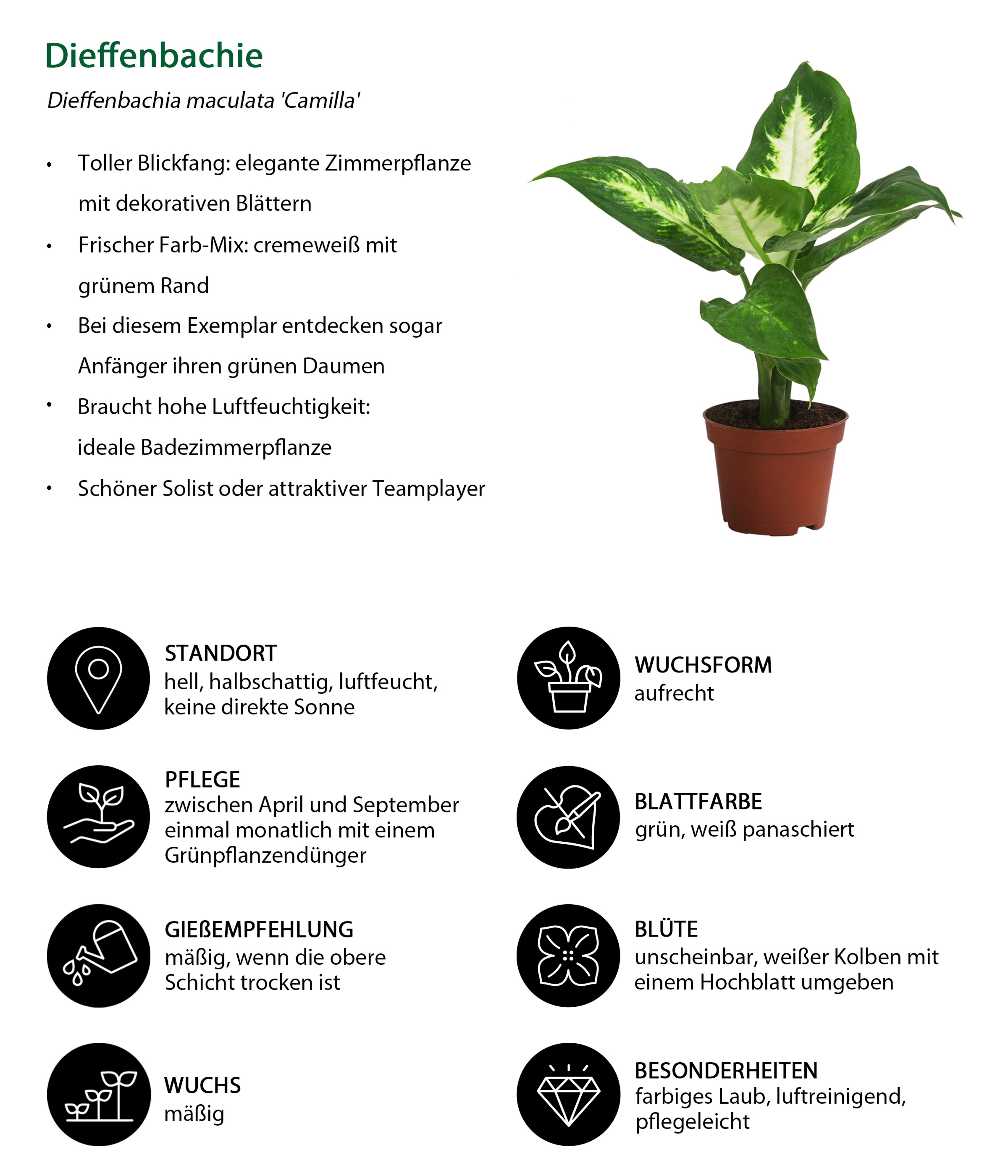 Zimmerpflanzen-Set Harmonisches Grn, | Dehner