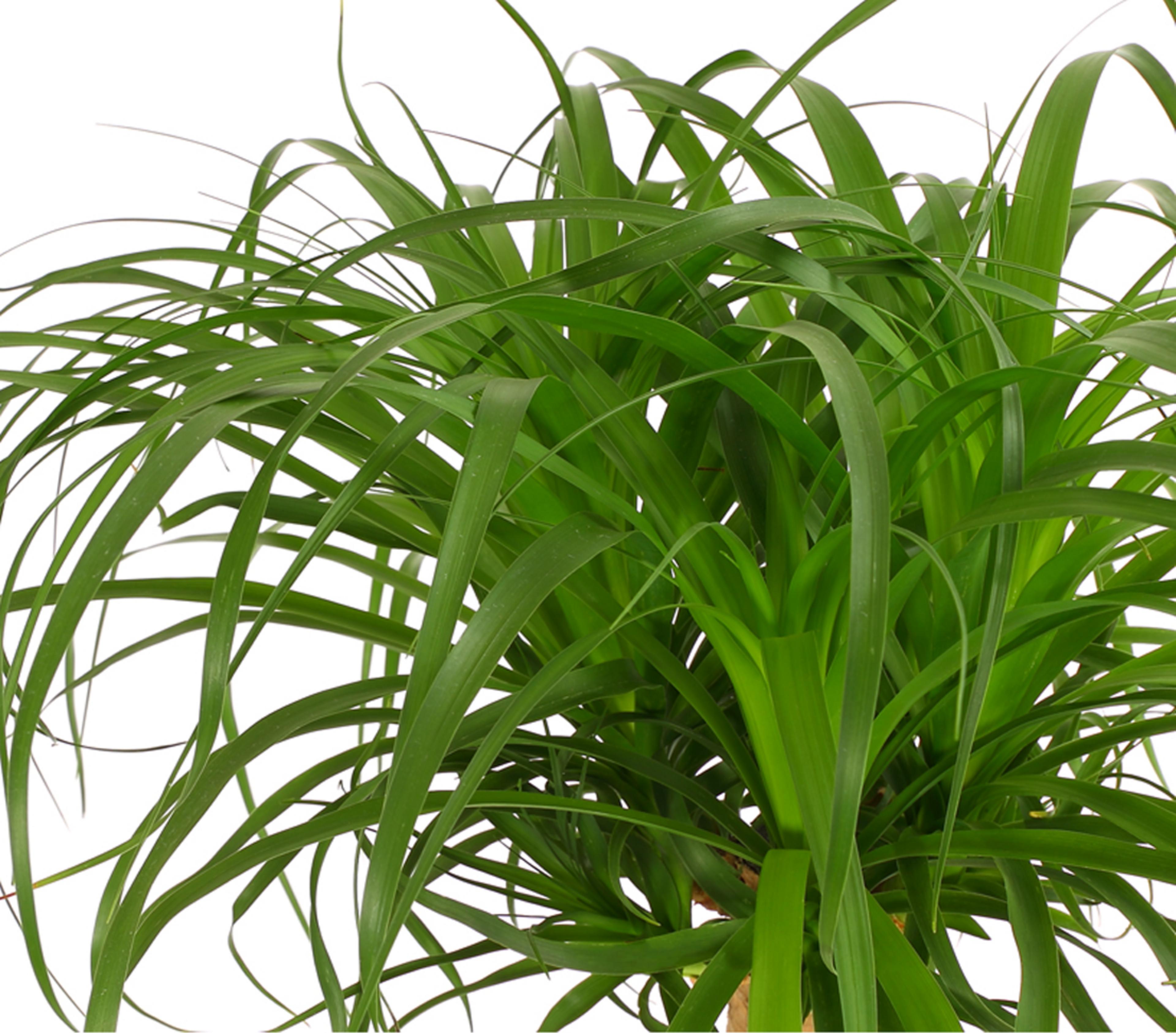 efeutute groß kaufen Efeutute (Epipremnum pinnatum) main image 1