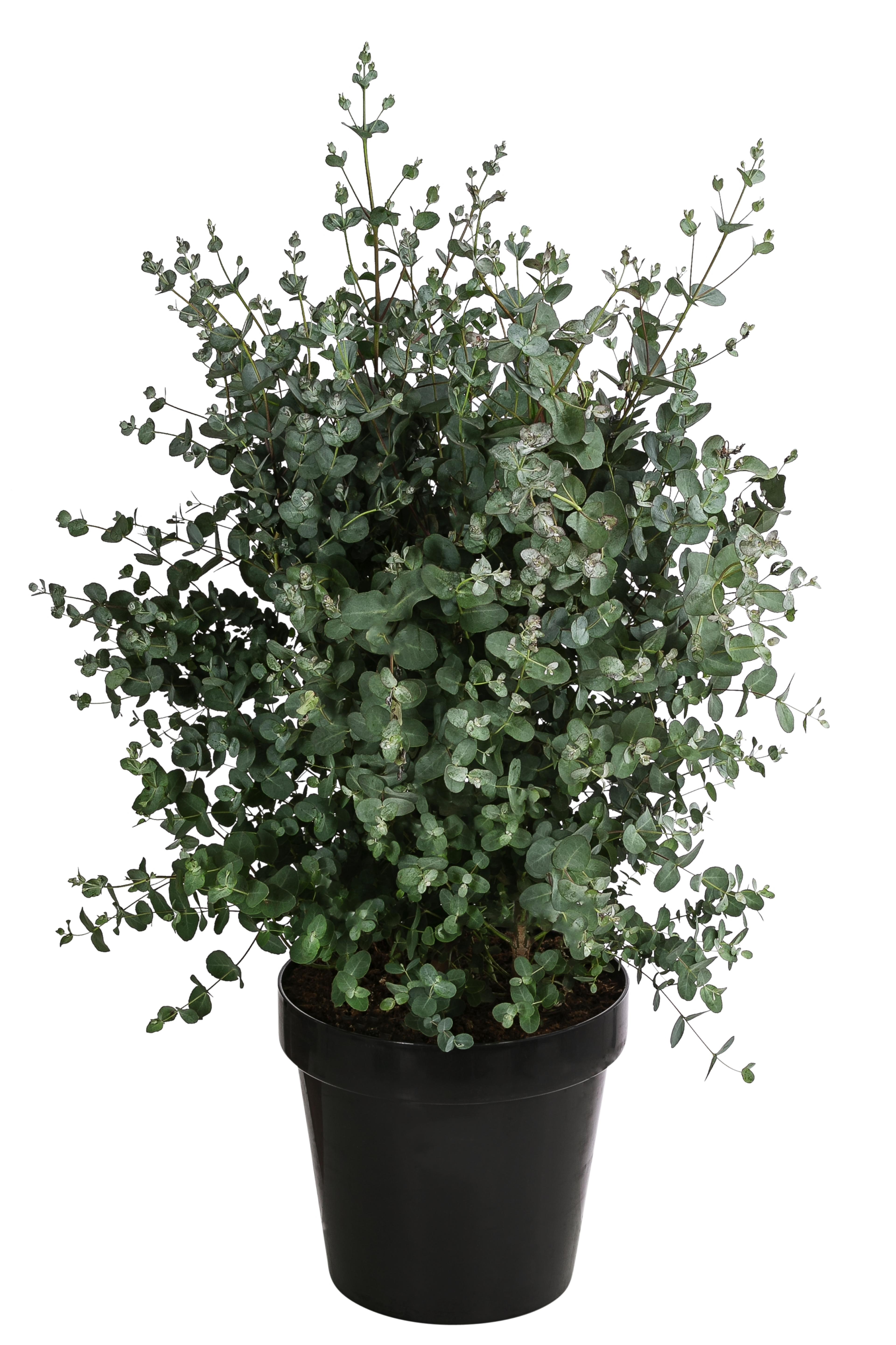Eukalyptus, Busch