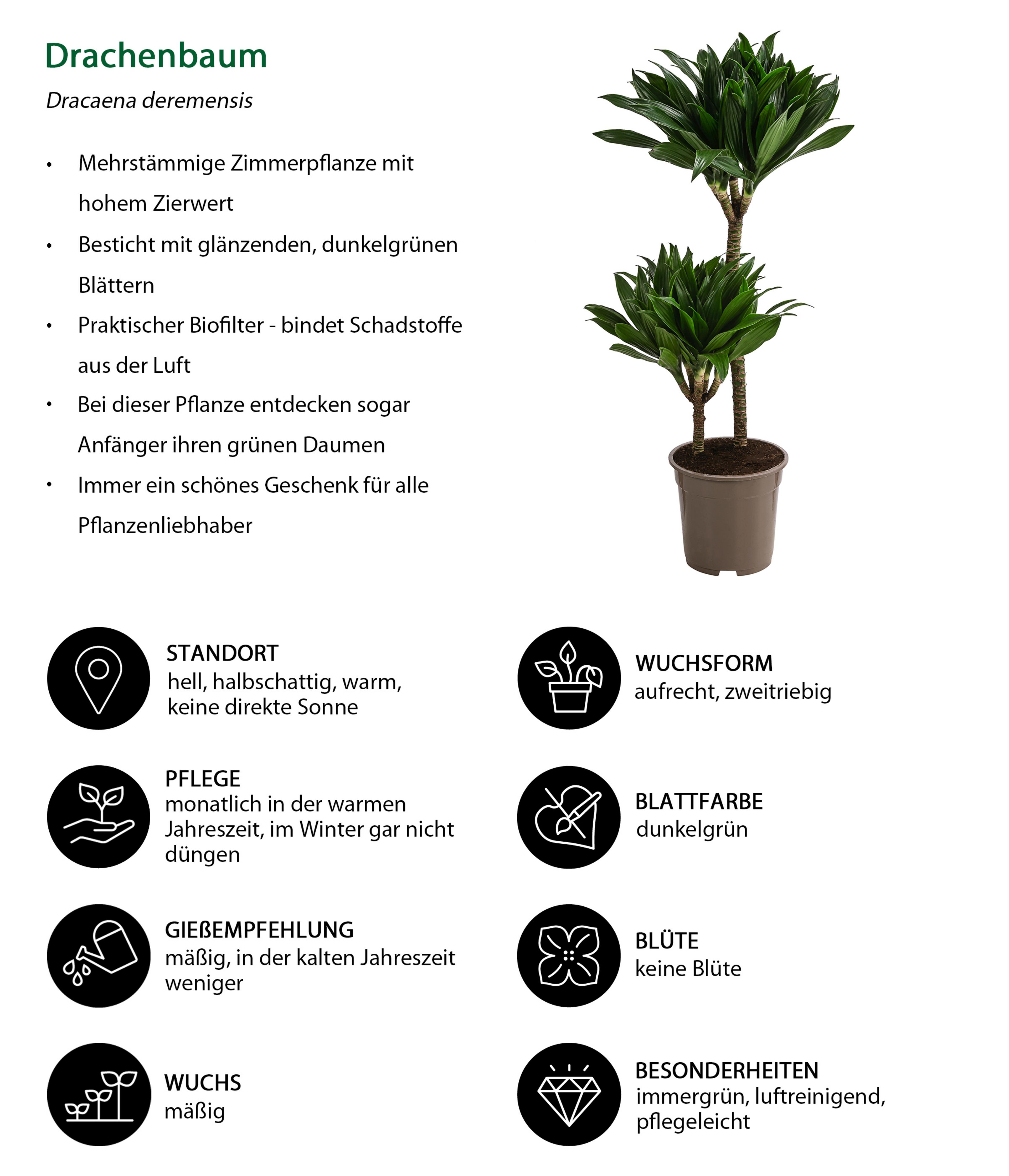Zimmerpflanzen-Set Sunny, 4-teilig | Dehner