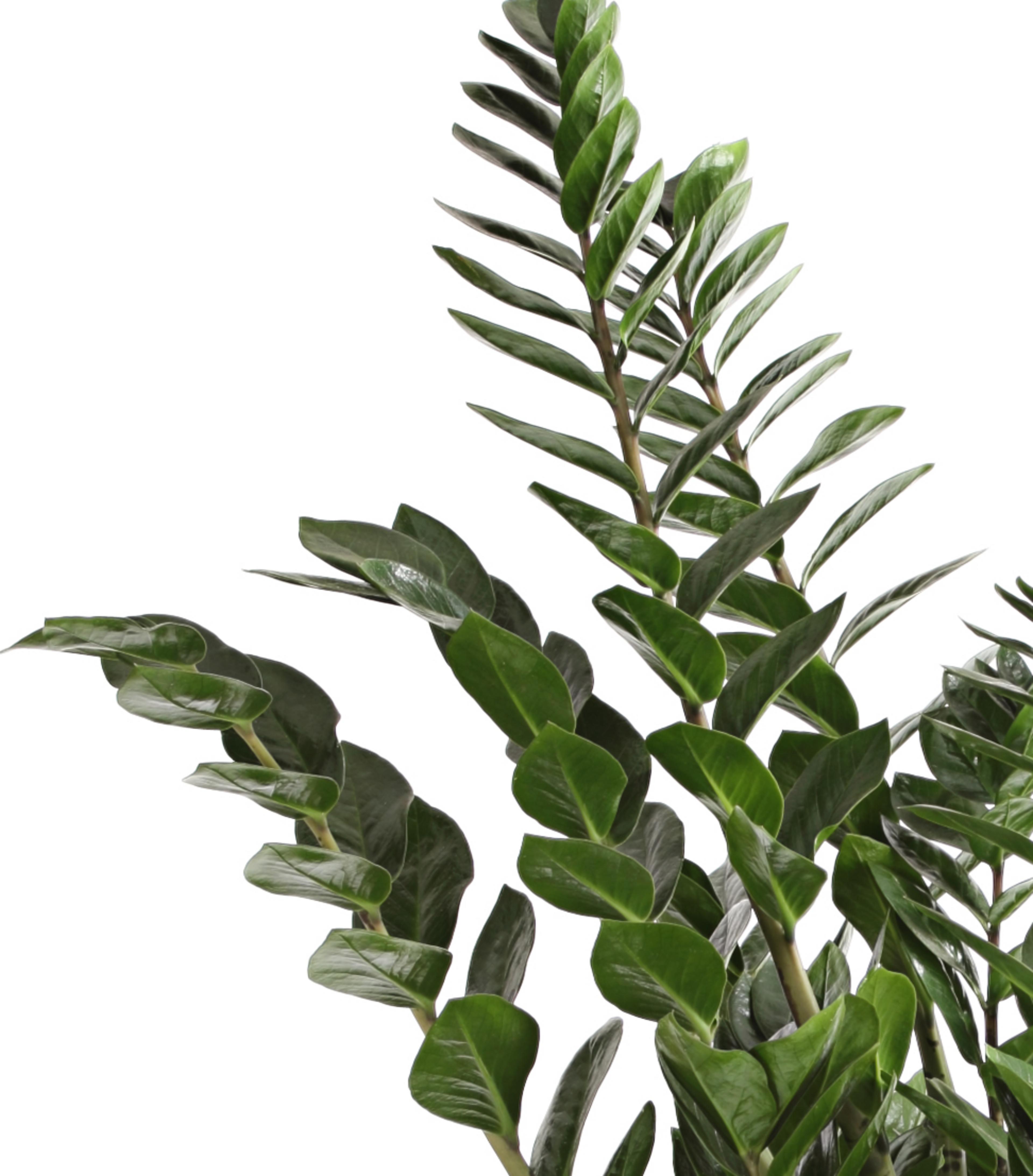 Glcksfeder - Zamioculcas zamiifolia | Dehner