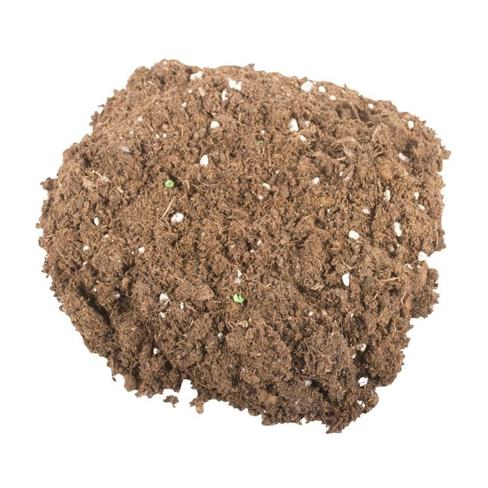 sibirisches birnchen bio saatgut -0438