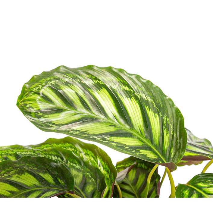 Korbmarante - Calathea 'Moonlight' | Dehner