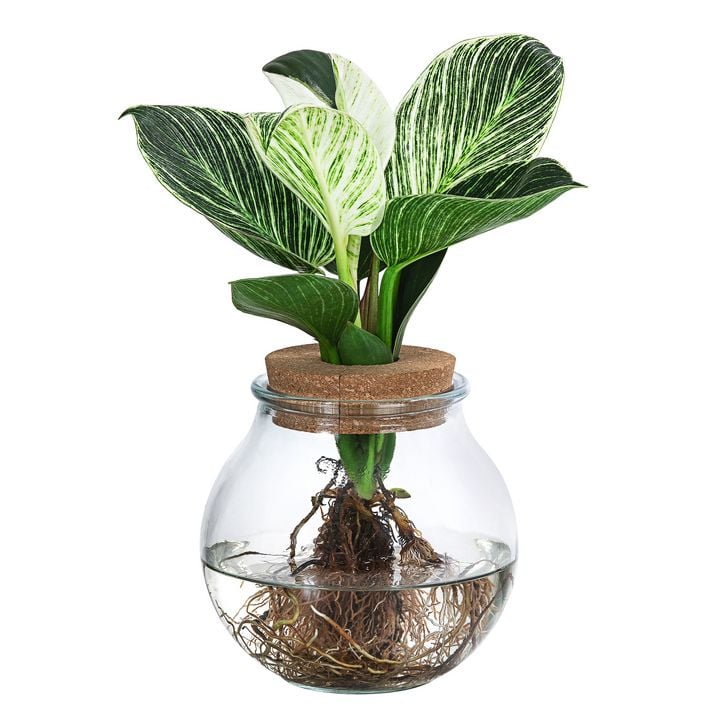 Waterplant Baumfreund im Kugelglas - | Dehner