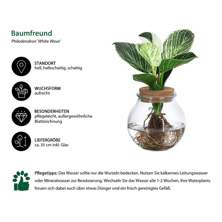 Waterplant Baumfreund im Kugelglas - | Dehner