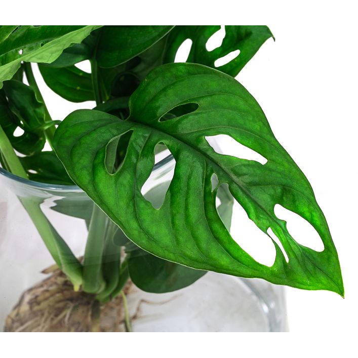 Waterplant Fensterblatt im Glas - Monstera | Dehner