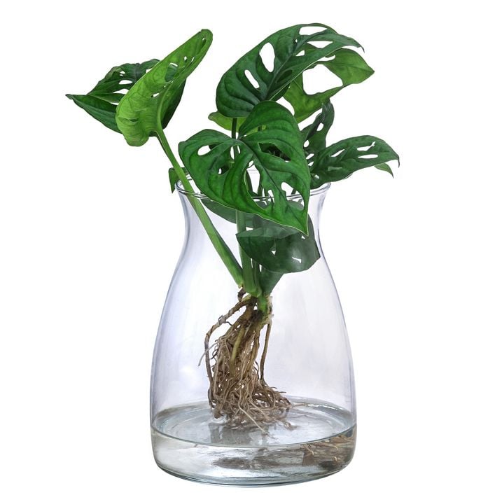 Waterplant Fensterblatt im Glas - Monstera | Dehner