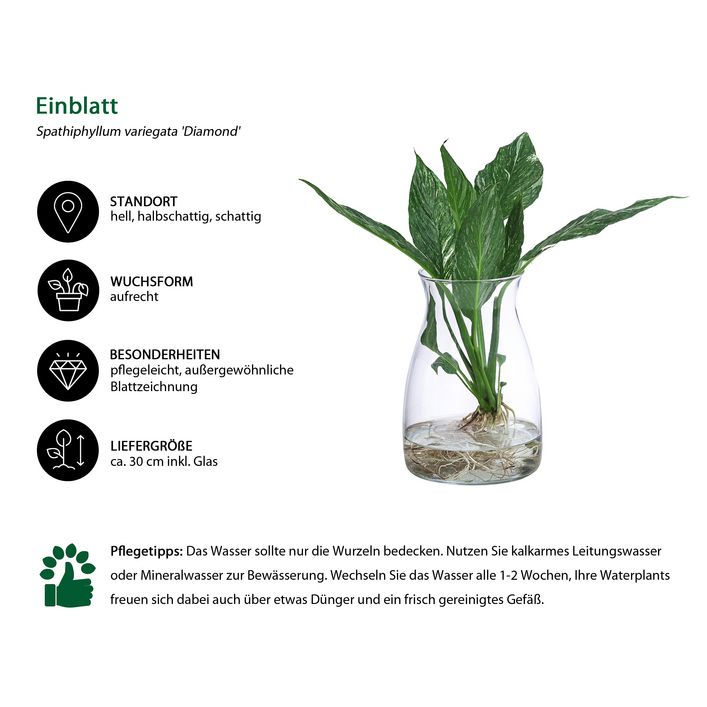 Waterplant Einblatt im Glas, Spathiphyllum | Dehner