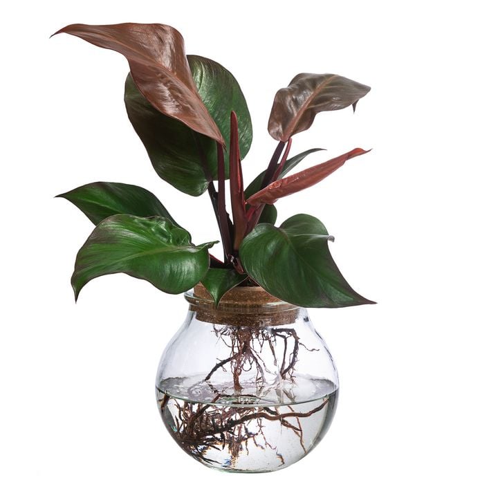 philodendron dubia LC146 Jungle plants-Monstera dubia (Jungle plants cup)  Aqua Forest  Aquarium