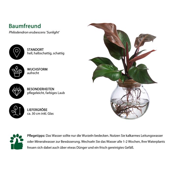 Waterplant Baumfreund im Kugelglas - | Dehner