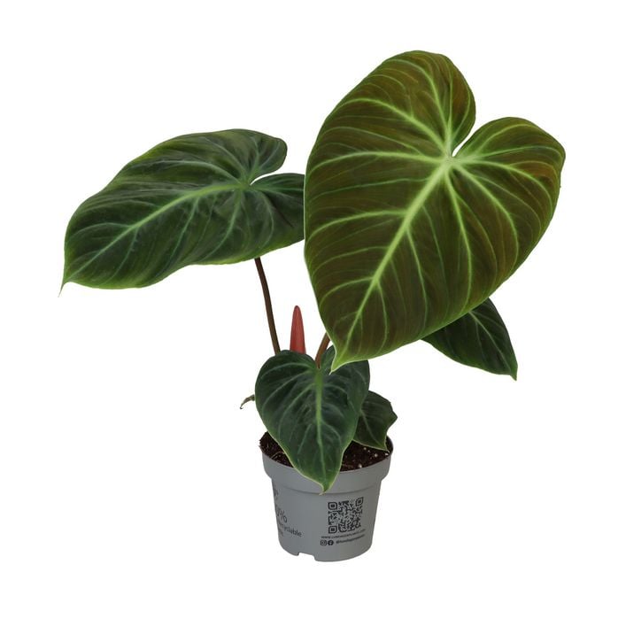 Baumfreund - Philodendron 'El Choco Red' | Dehner