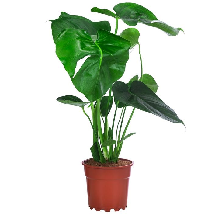eucalyptus gunnii pflege zimmerpflanze Eucalyptus gunnii – Fangblatt GmbH