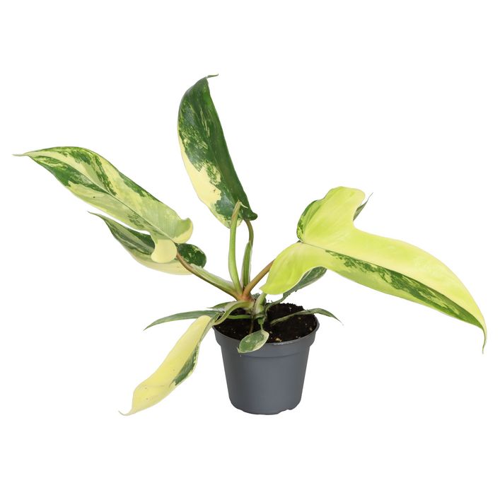 lemon drop chilli plant Lemon Drop Hot Pepper – Tomorrow's Garden main image 1