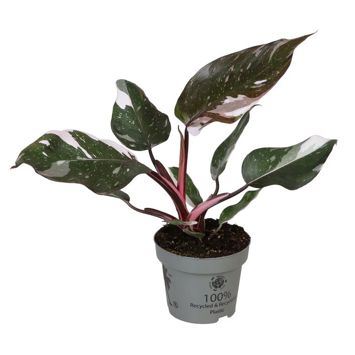 Baumfreund - Philodendron 'Red Anderson' | Dehner