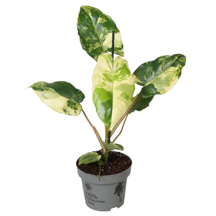 Baumfreund - Philodendron 'Burle Marx' | Dehner