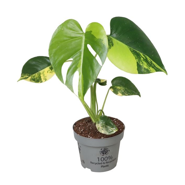 Fensterblatt - Monstera deliciosa 'Aurea' | Dehner