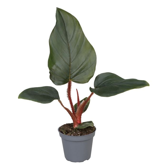 Baumfreund - Philodendron serpens | Dehner