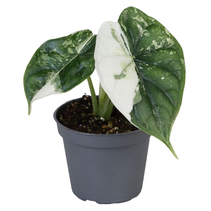 Pfeilblatt - Alocasia 'Dragon Scale' variegata | Dehner