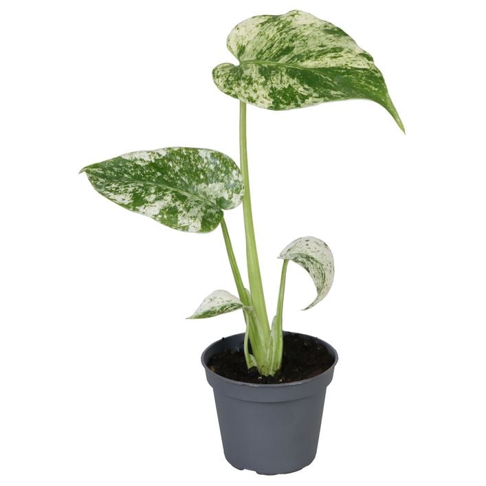 monstera thai constellation in the wild Monstera deliciosa 'Thai Constellation' | Plants main image 1