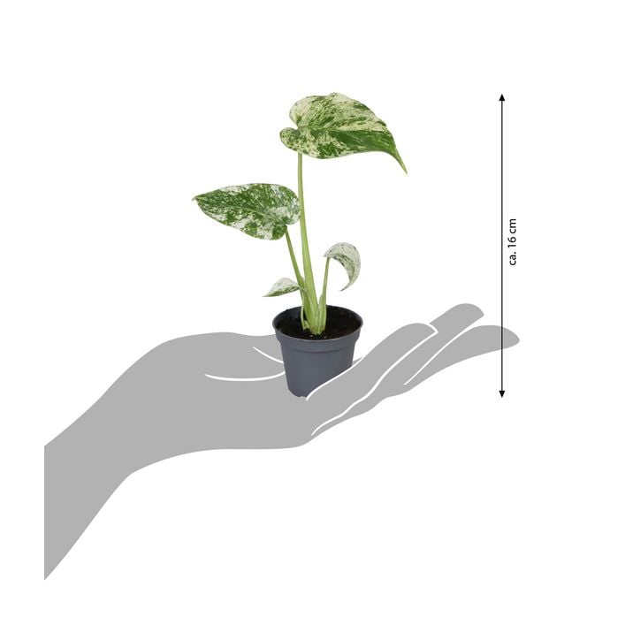Fensterblatt - Monstera deliciosa 'Mint' | Dehner