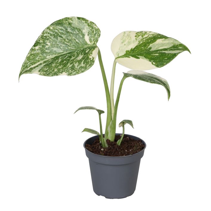 monstera deliciosa size 3-5 FT (Bigger) Monstera Deliciosa – Dahing Plants main image 0
