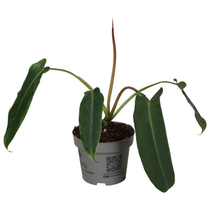 Baumfreund - Philodendron spiritus sancti | Dehner