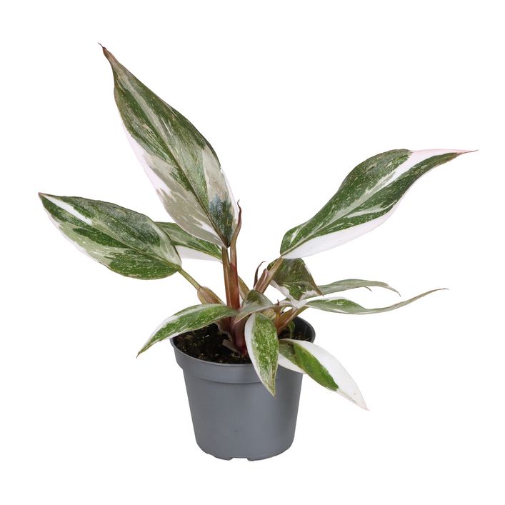 rhaphidophora tetrasperma variegata Rhaphidophora tetrasperma mint aka 'White Monster' variegated *Grower's Choice*