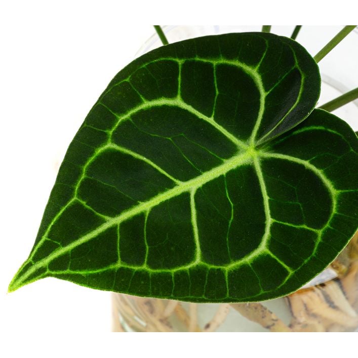 Waterplant Herzblattblume im Glas - Anthurium | Dehner