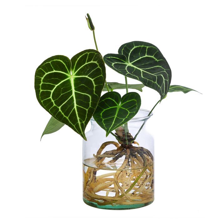 Waterplant Herzblattblume im Glas - Anthurium | Dehner