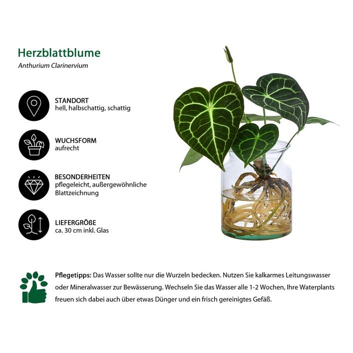 Waterplant Herzblattblume im Glas - Anthurium | Dehner