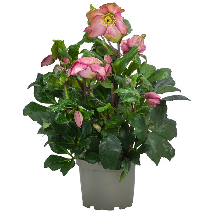 alocasia black velvet pink variegata Alocasia Black Velvet Pink Variegata | Rare plant