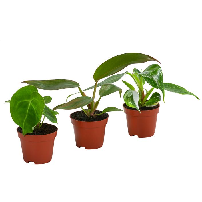 Zimmerpflanzen-Set Urban Jungle, 3-teilig | Dehner