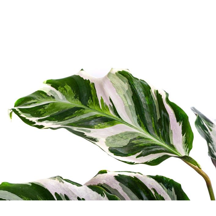 Korbmarante - Calathea 'Stella' | Dehner