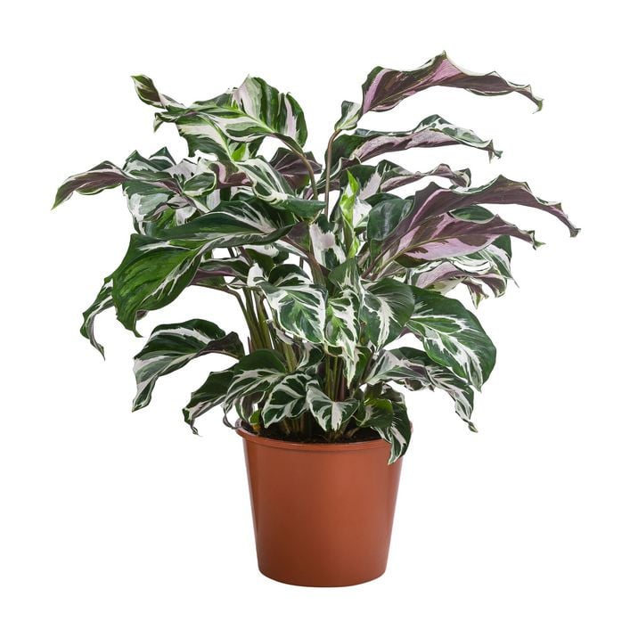 monstera shop Monstera Deliciosa Houseplant - Large (22
