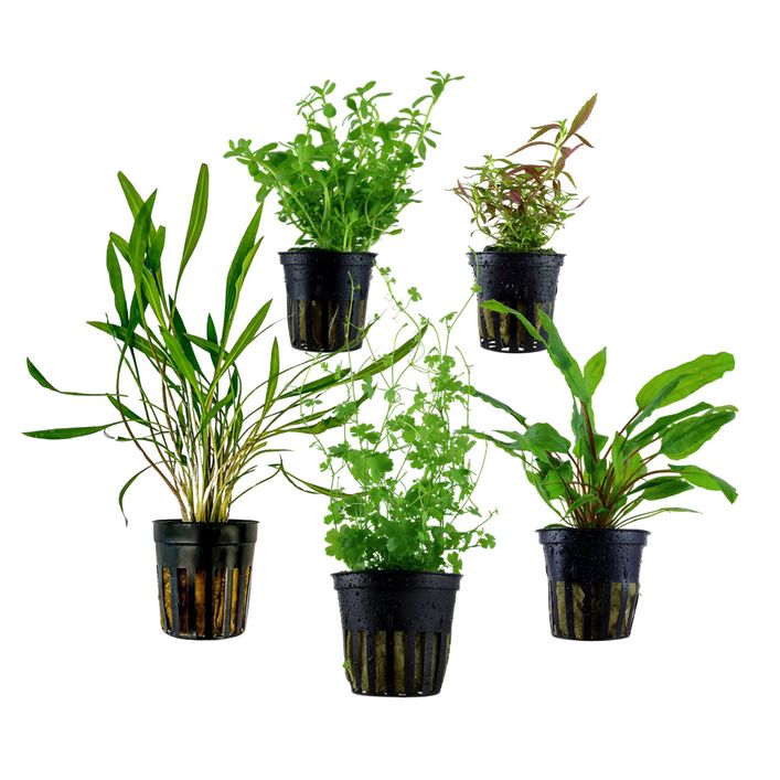 blumenkasten halterung anleitung Blumenkastenhalterung mit Haltebgel f. Fensterbnke Edelstahl ohne Bohren
